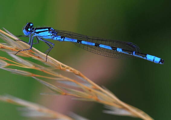 Damselfly by Ian Sanders Damselfly by Ian Sanders
