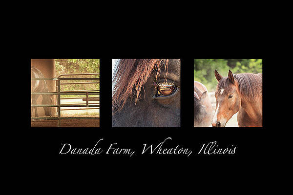 Wall Art - Photograph - Danada Farm Horse Triptych by Joni Eskridge