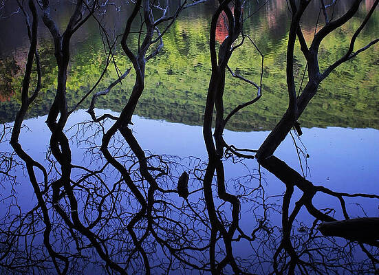 Dancing Trees by Jessica Tabora Dancing Trees by Jessica Tabora