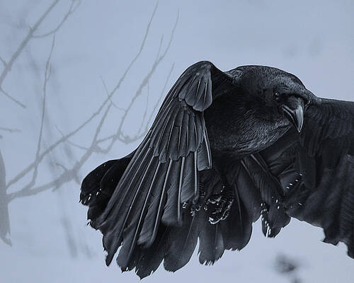 Читать под крылом ворона. Крыло ворона. Крылья вороны. Ворон с расправленными крыльями. Черный ворон с расправленными крыльями.
