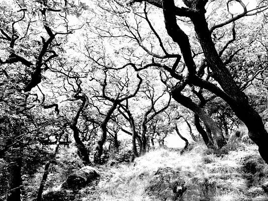 Wall Art - Photograph - Dark trees by Lukasz Ryszka