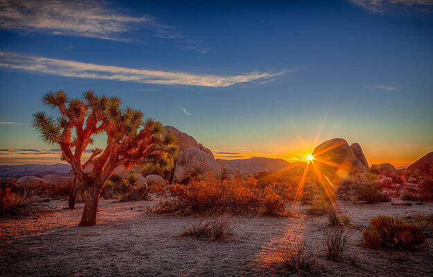 Wall Art - Photograph - Dawn at Joshua Tree by Rikk Flohr