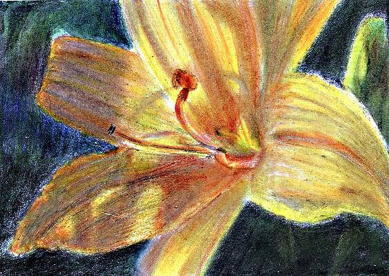Wall Art - Painting - Day Lily Close Up by Jimmie Trotter