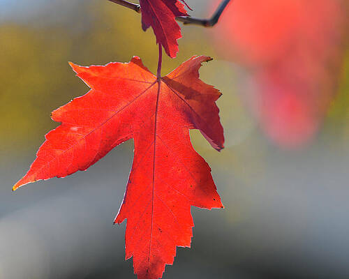 DDP DJD Autumn Red Maple Leaf 1640 by David Drew DDP DJD Autumn Red Maple Leaf 1640 by David Drew