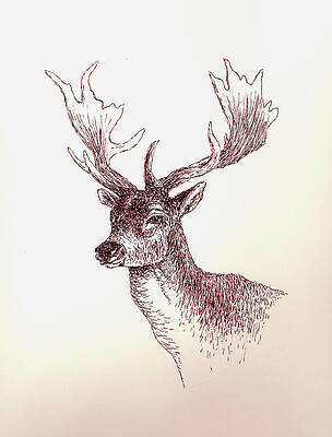 Deer Art for Sale (Page #2 of 35) - Fine Art America