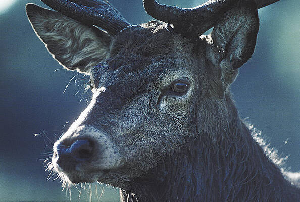 Deer by Steve Somerville Deer by Steve Somerville