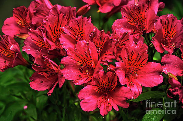 Wall Art - Photograph - Delicate Princess Lilies by Kaye Menner