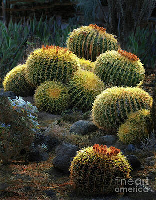 Wall Art - Photograph - Desert Lanterns by Melinda Hughes-Berland
