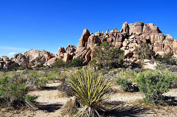 Wall Art - Photograph - Desert Vista by Ryan A Lubit