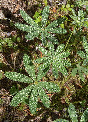 Dew drops on Lupine by Diana McPherson Dew drops on Lupine by Diana McPherson