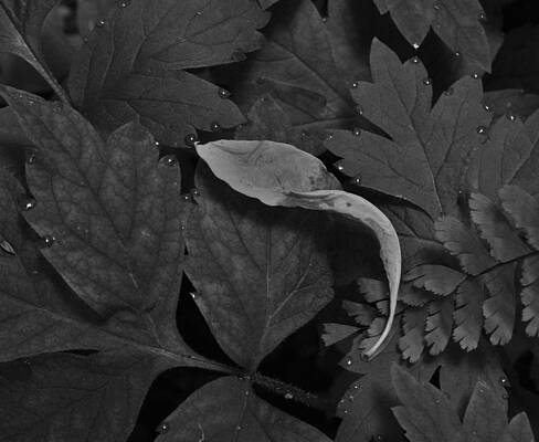 Dew Drops with Leaf by Charles Lucas Dew Drops with Leaf by Charles Lucas