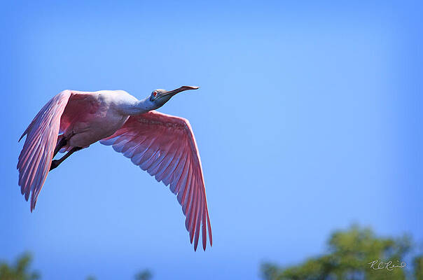 Wall Art - Photograph - Ding Darling - Roseate Spoonbill - In Flight to Shallow Water by Ronald Reid