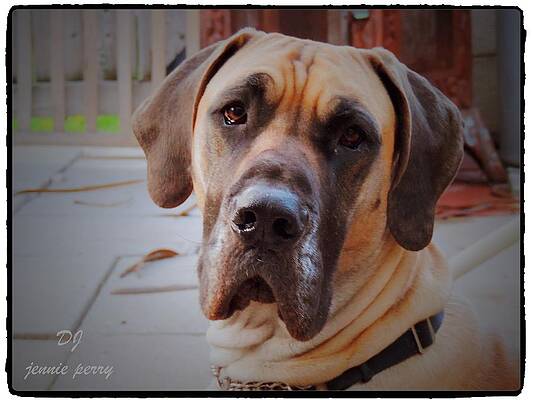 DJ the Great Dane by Jennie Perry