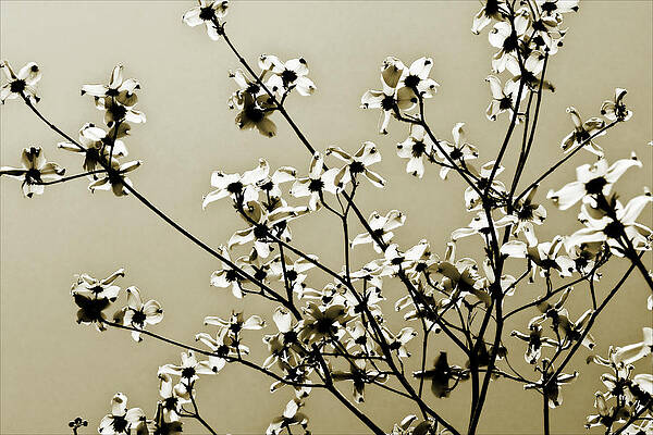 Wall Art - Photograph - Dogwood 3 by Alan Hausenflock