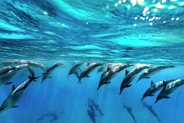 Wall Art - Photograph - Dolphin Dive by Sean Davey