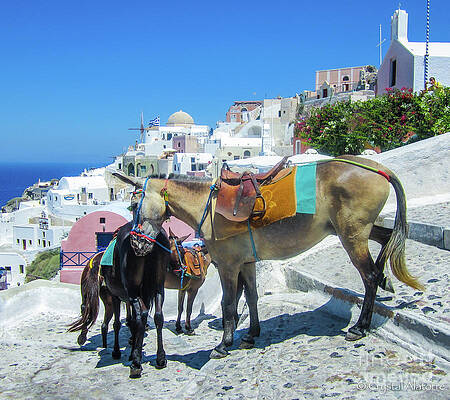  Donkey Walk - Santorini Greece by Crystal Alatorre