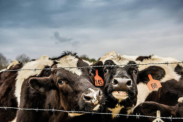 Don't Fence Me In by Cynthia Wolfe Don't Fence Me In by Cynthia Wolfe