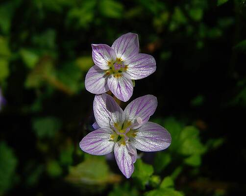 Wall Art - Photograph - Dots of Beauty by Carl Moore