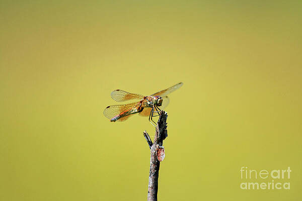 Dragonfly with Me by Marcel Stevahn Dragonfly with Me by Marcel Stevahn