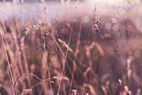 Dreaming of summer by Marcus Karlsson Sall Dreaming of summer by Marcus Karlsson Sall