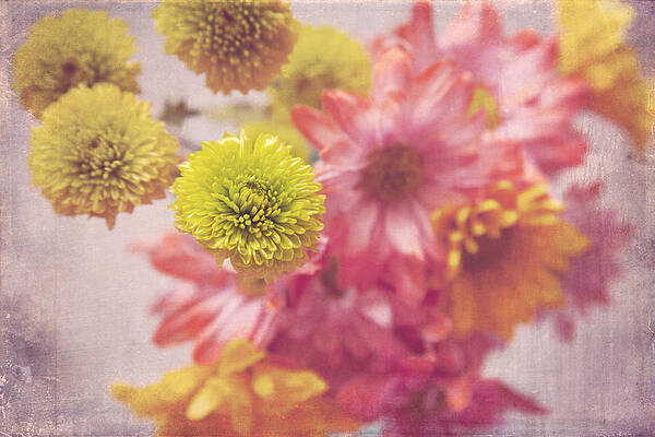 Wall Art - Photograph - Dreamy Day by Toni Hopper