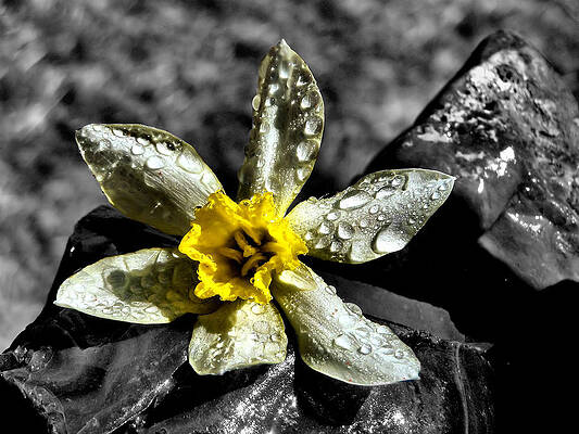 Drenched in Light by Karen Scovill Drenched in Light by Karen Scovill
