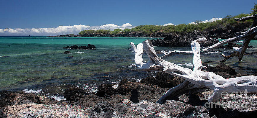 Driftwood on Hawaii's Big Island by Ian Donley Driftwood on Hawaii's Big Island by Ian Donley