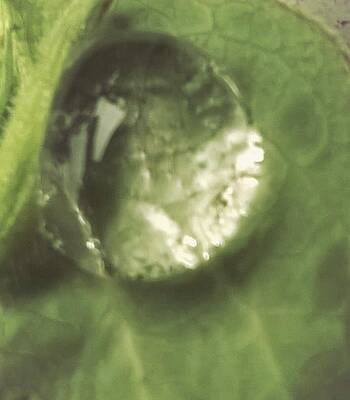 Droplet by TaNia Thomas