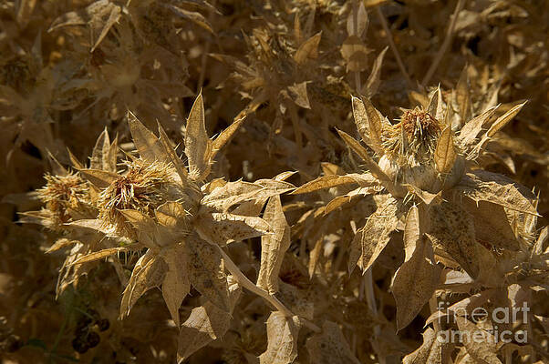 Wall Art - Photograph - Dry Safflower Seed Heads by Inga Spence
