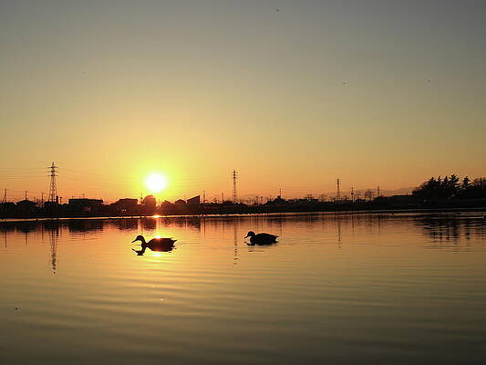 Duck in the sunset lake by Minori Koishi