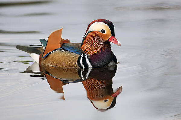 Wall Art - Photograph - Duck Reflection by Grant Glendinning