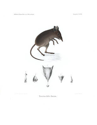 Wall Art - Drawing - Dusky Elephant Shrew, Elephantulus fuscus by J D L Franz Wagner