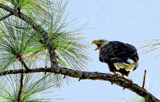 Wall Art - Photograph - Eagle Cry by Stoney Lawrentz