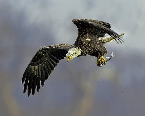 Eagle Eye by William Jobes