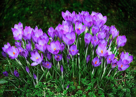 Wall Art - Photograph - Early Spring Bunch by John Christopher