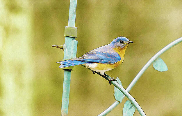 Eastern Bluebird by Keith Smith Eastern Bluebird by Keith Smith
