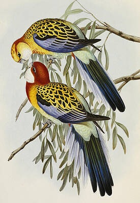 Wall Art - Painting - Eastern Rosella by John Gould
