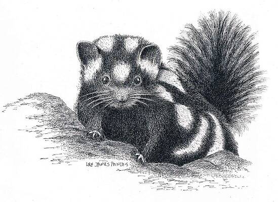 Wall Art - Drawing - Eastern Spotted Skunk by Lee James Pantas