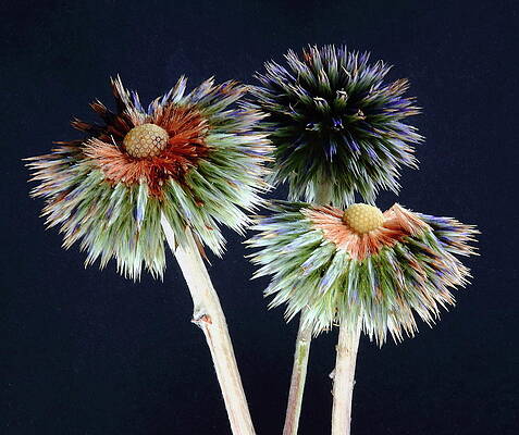 Wall Art - Photograph - Echinops Flower and Seeds by Jeff Townsend