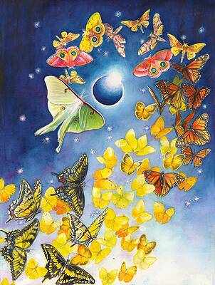 Eclipse by Sigrid Tidmore
