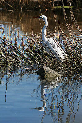 Wall Art - Photograph - Egret by a Rock by William Selander