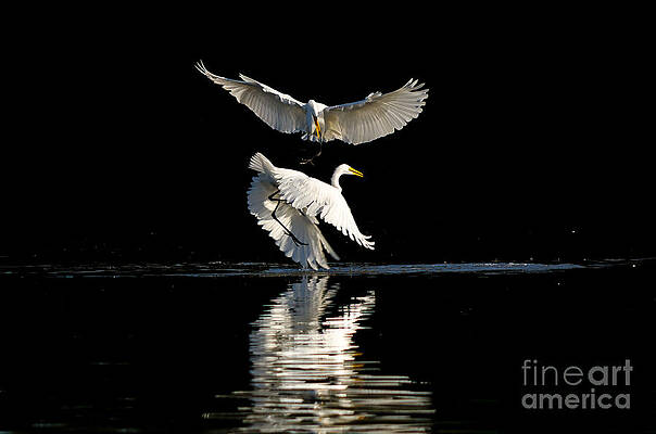 Egret Dance by Emily Bristor Egret Dance by Emily Bristor