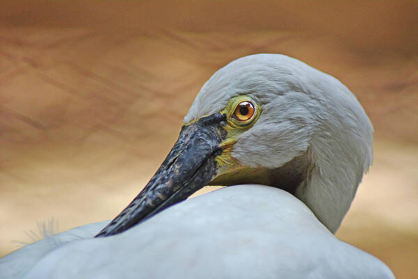 Elegance  by Akash Ganguly