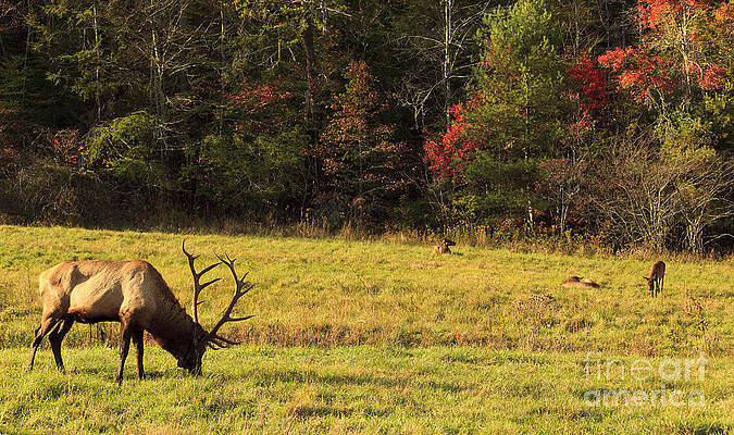 Wall Art - Photograph - Elk Family in a Field by Jill Lang