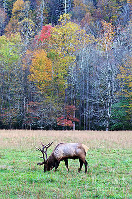Wall Art - Photograph - Elk Grazing in a Field by Jill Lang