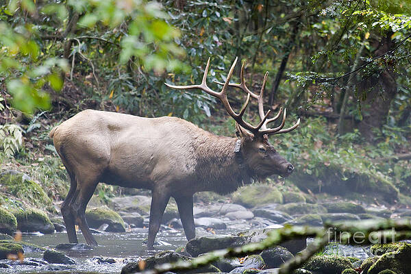 Wall Art - Photograph - Elk in a Stream of Water by Jill Lang