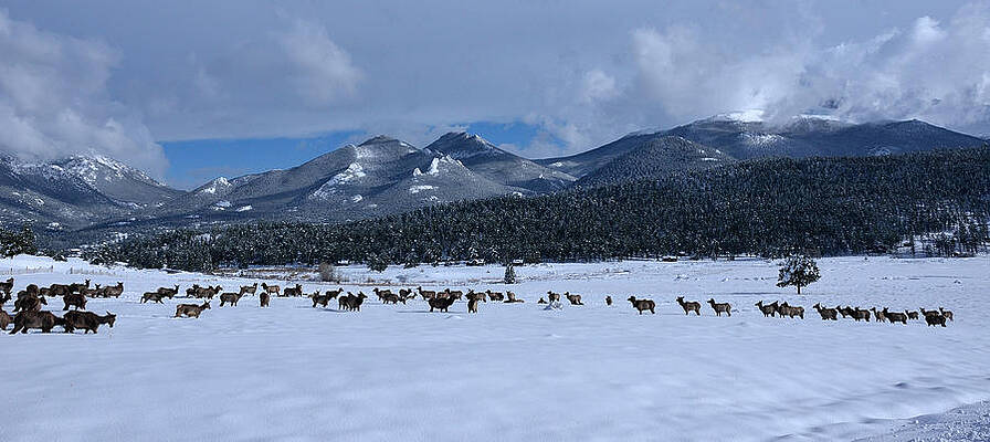 Wall Art - Photograph - Elk On a Snow Covered Moraine by Tranquil Light Photography