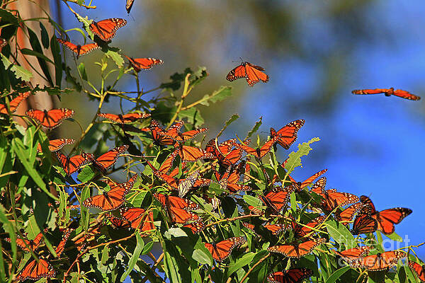 Wall Art - Photograph - End of Season Party by Craig Corwin