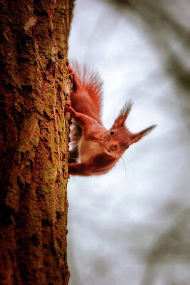 Wall Art - Photograph - Eurasian Red Squirrel - Sciurus Vulgaris by Marc Braner
