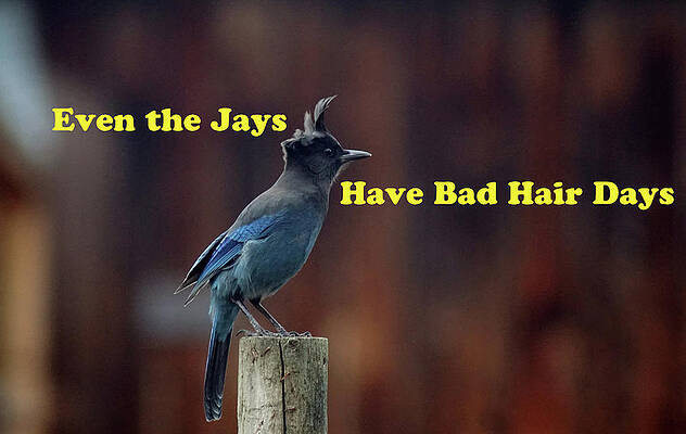 Wall Art - Photograph - Even the Jays by Ben Upham III